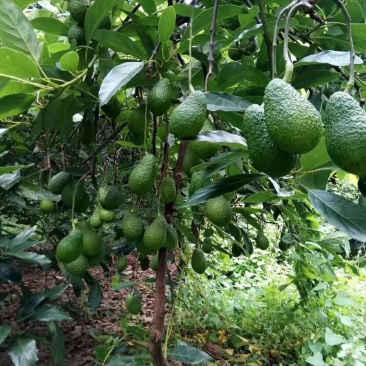 广西牛油果树苗带花发货鳄梨哈斯桂垦南方种植地载果苗