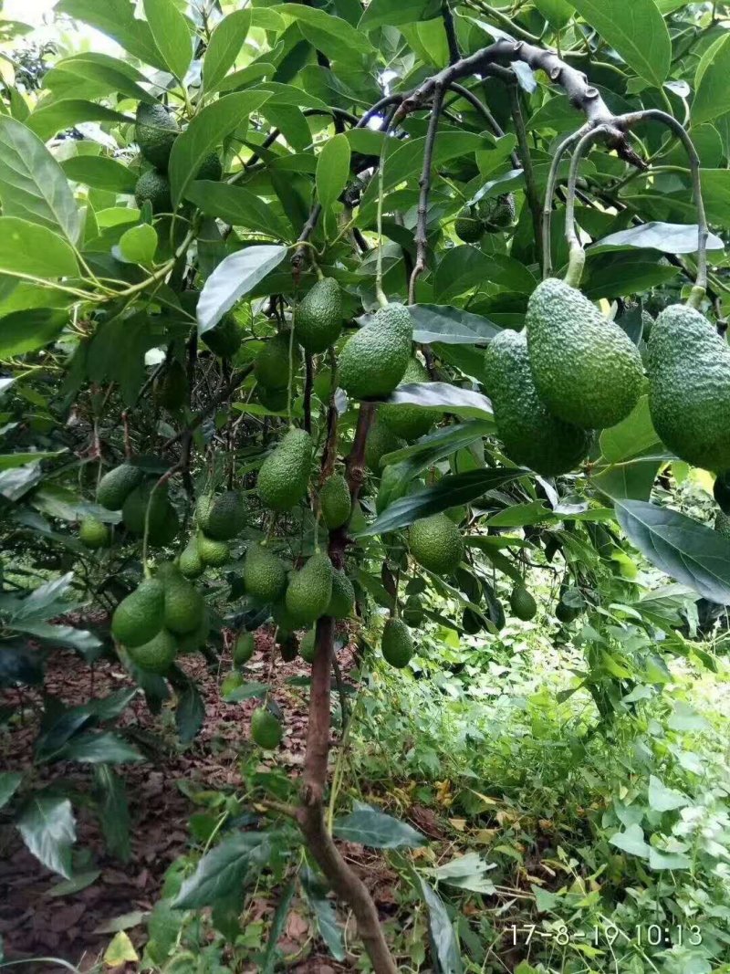 广西牛油果树苗带花发货鳄梨哈斯桂垦南方种植地载果苗