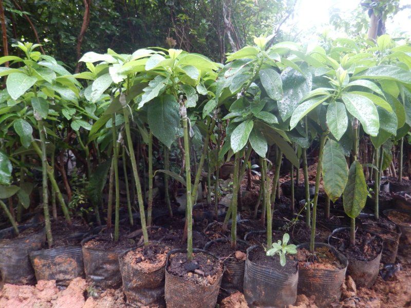 广西牛油果树苗带花发货鳄梨哈斯桂垦南方种植地载果苗