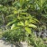 广西牛油果树苗带花发货鳄梨哈斯桂垦南方种植地载果苗