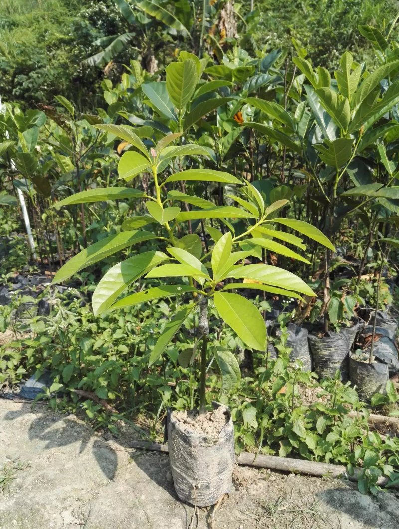 广西牛油果树苗带花发货鳄梨哈斯桂垦南方种植地载果苗