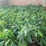 广西牛油果树苗带花发货鳄梨哈斯桂垦南方种植地载果苗