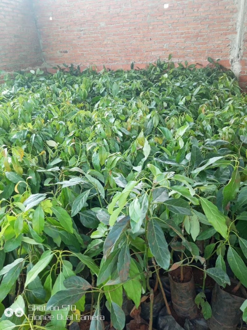 广西牛油果树苗带花发货鳄梨哈斯桂垦南方种植地载果苗