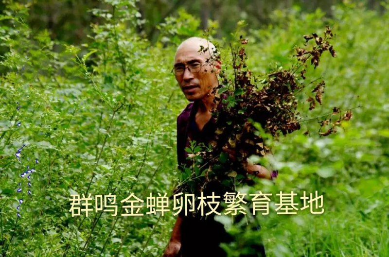 泌阳金蝉繁育专业合作社.群鸣金蝉卵枝种苗种子.