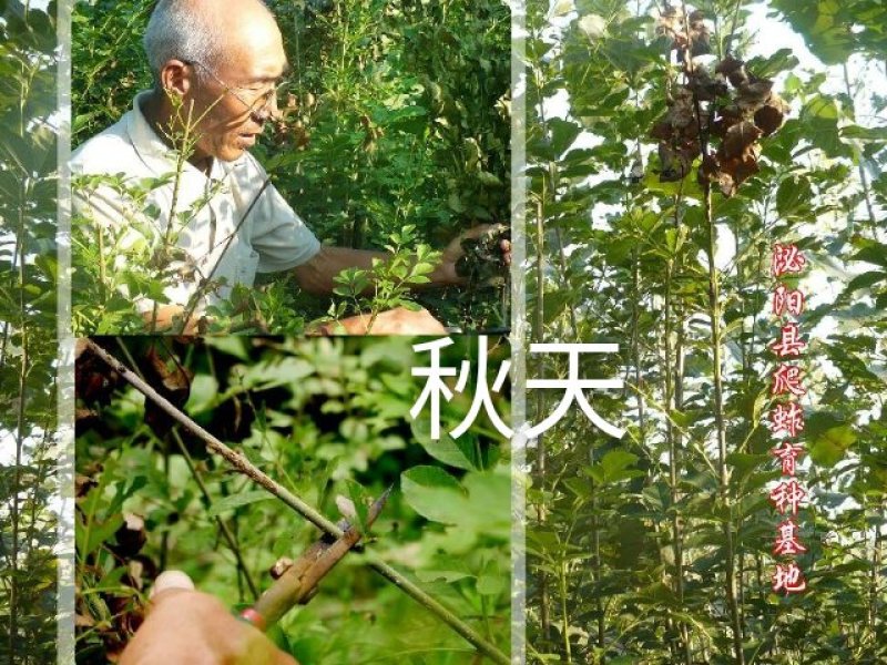 泌阳金蝉繁育专业合作社.群鸣金蝉卵枝种苗种子.