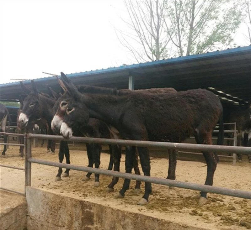 活毛驴肉驴驴苗德州驴包技术包回收免费送货货到付款