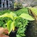 香蕉树苗南方四季苹果蕉红皮矮化芭蕉抗寒室内盆栽种植水果树