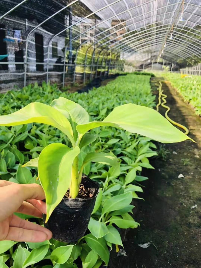 香蕉树苗南方四季苹果蕉红皮矮化芭蕉抗寒室内盆栽种植水果树