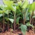 香蕉树苗南方四季苹果蕉红皮矮化芭蕉抗寒室内盆栽种植水果树
