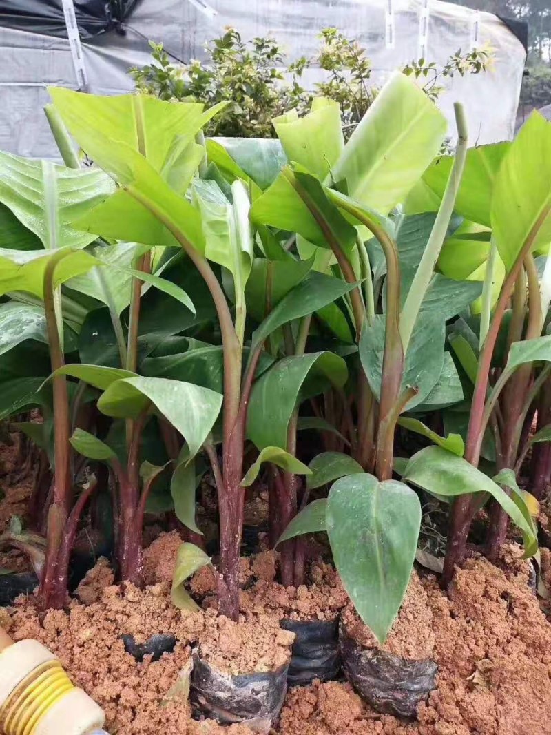 香蕉树苗南方四季苹果蕉红皮矮化芭蕉抗寒室内盆栽种植水果树