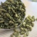 新鲜葡萄干
