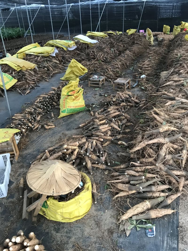 发财树盆景盆栽室内外吸甲醛