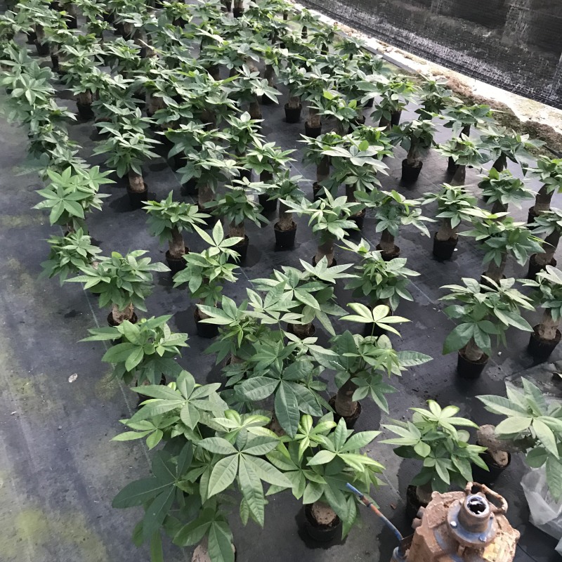 发财树盆景盆栽室内外吸甲醛