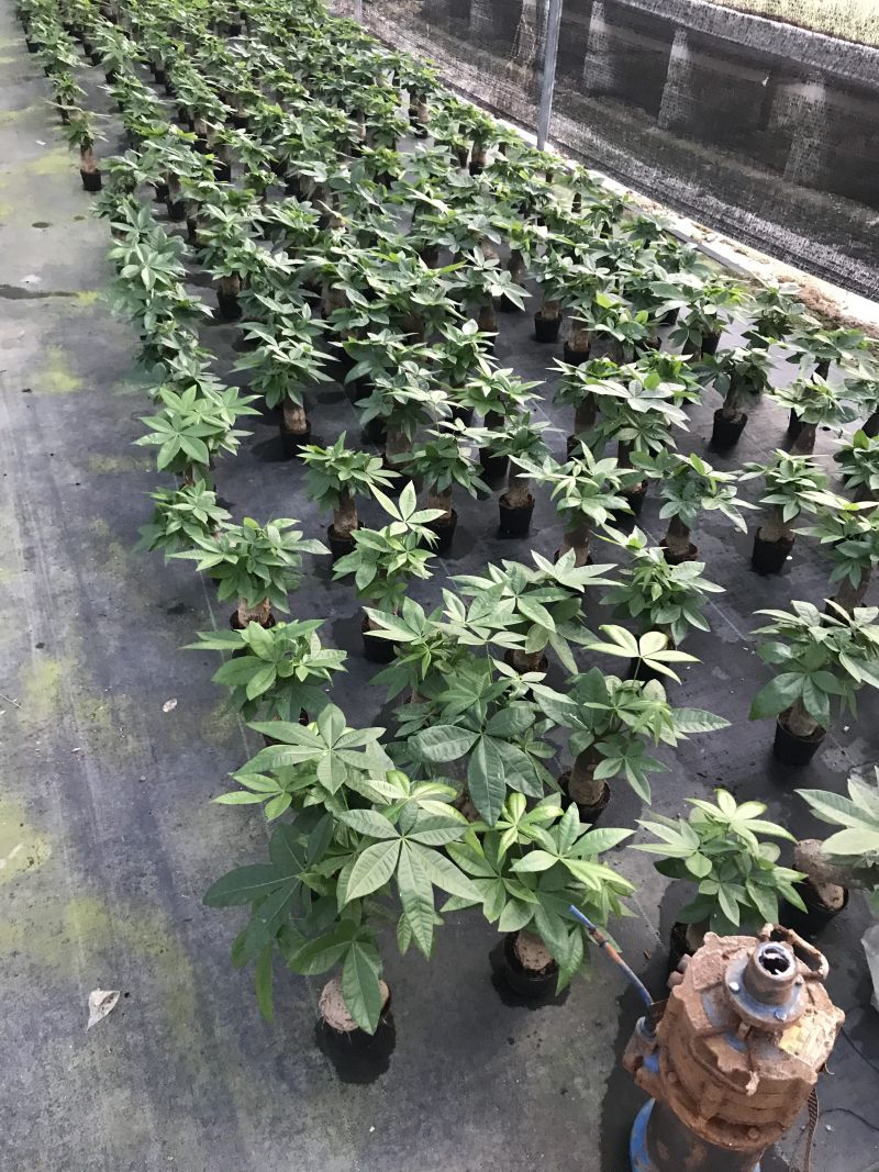 发财树盆景盆栽室内外吸甲醛