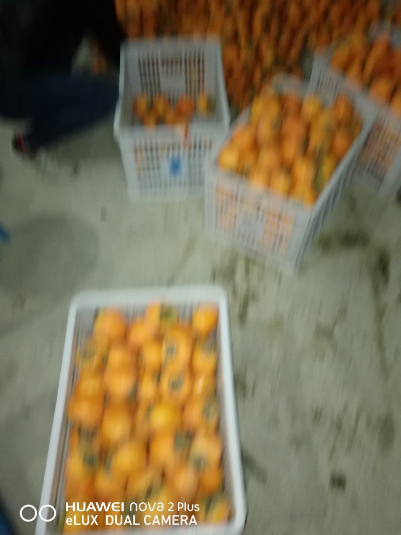 耀州东塬优质尖尖柿子
