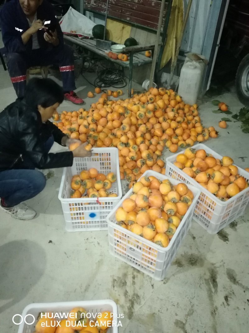 耀州东塬优质尖尖柿子