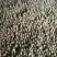贵州山茶籽