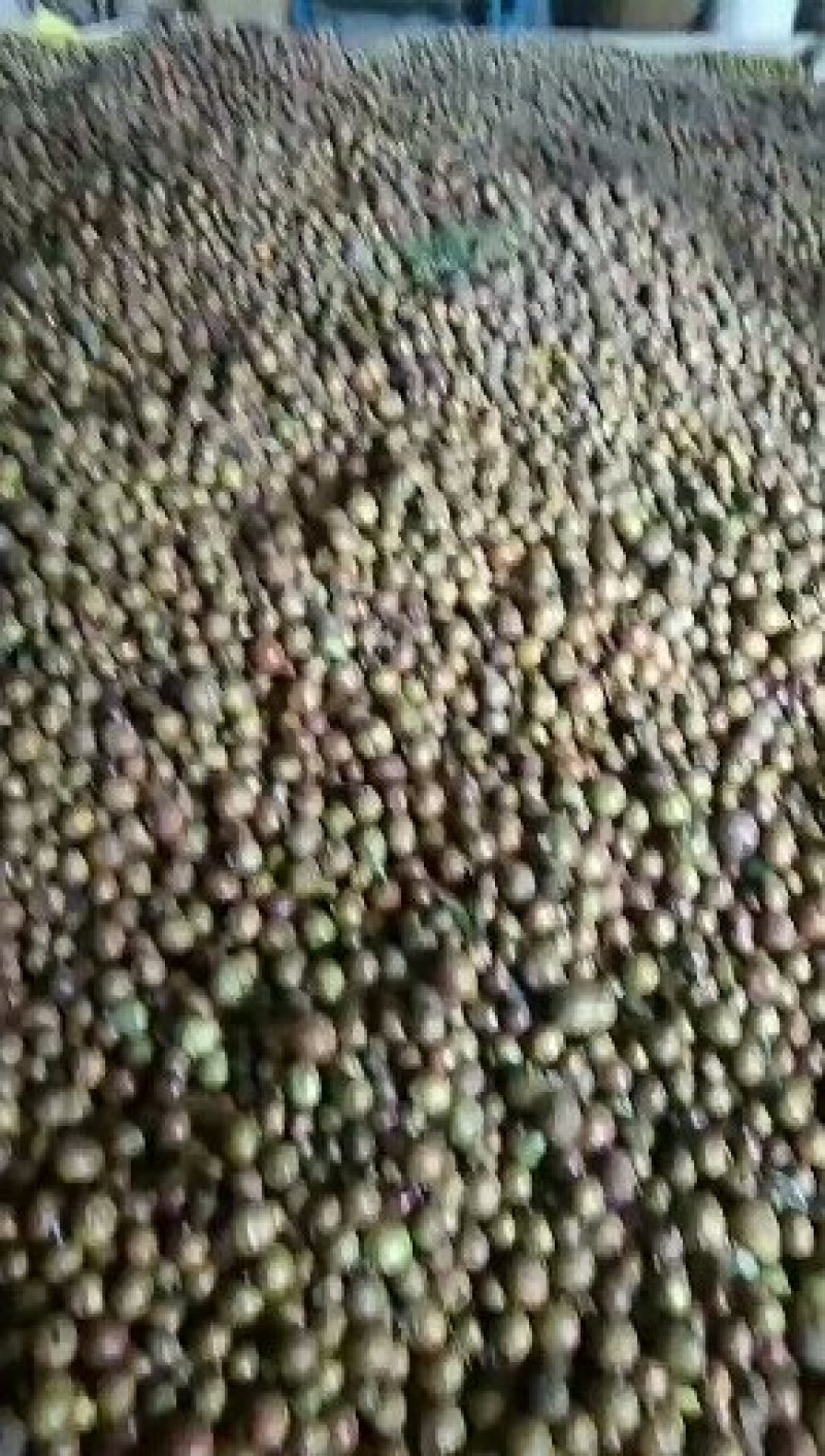 贵州山茶籽