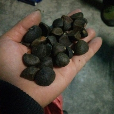 贵州山茶籽