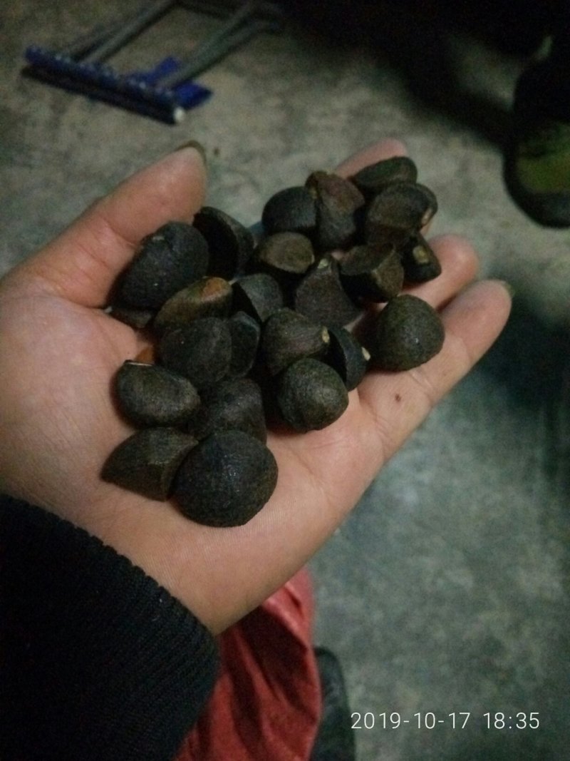 贵州山茶籽