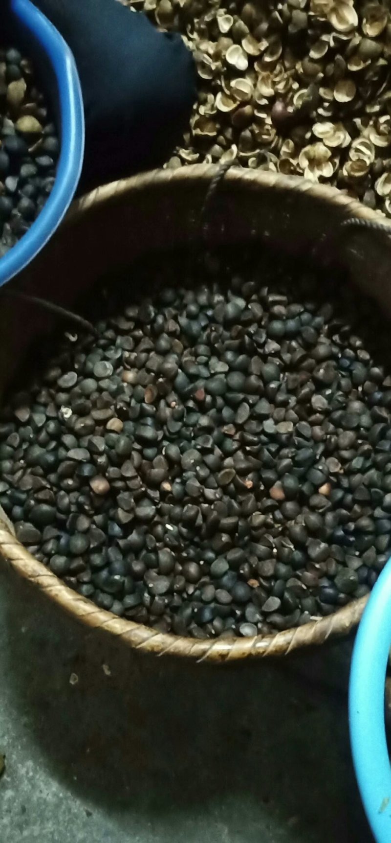 贵州山茶籽