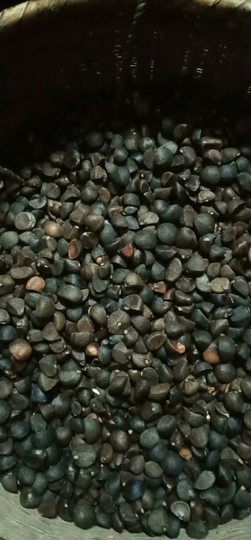 贵州山茶籽