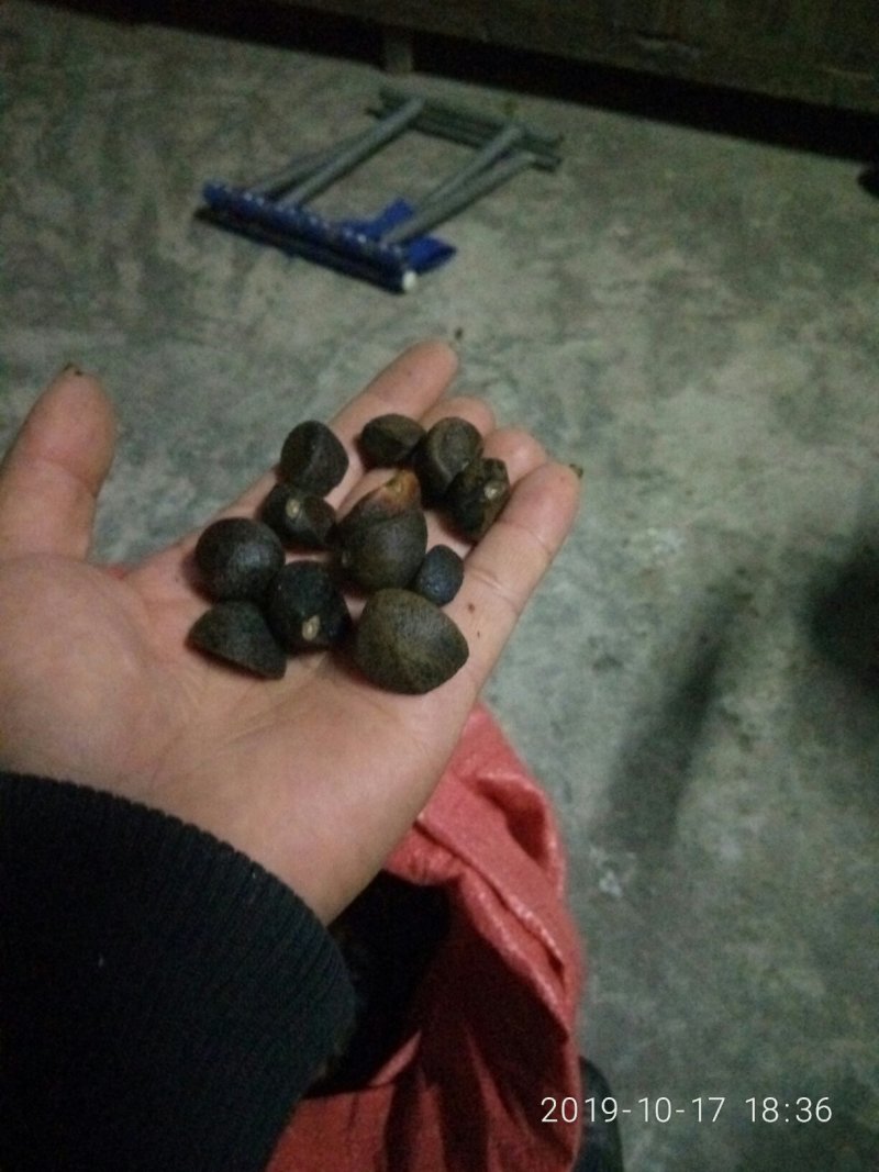 贵州山茶籽