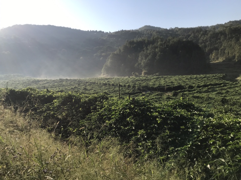 赣南百香果专供电商果市场批发商一件代发诚招代理