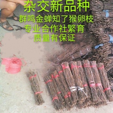 泌阳金蝉繁育专业合作社.群鸣金蝉卵枝种苗种子.