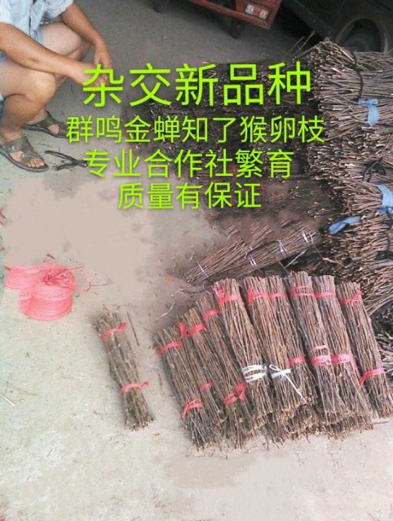 泌阳金蝉繁育专业合作社.群鸣金蝉卵枝种苗种子.