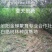 泌阳金蝉繁育专业合作社.群鸣金蝉卵枝种苗种子.