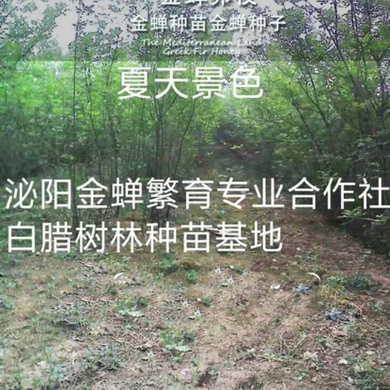 泌阳金蝉繁育专业合作社.群鸣金蝉卵枝种苗种子.