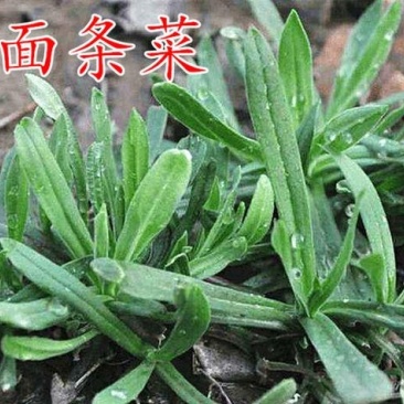 面条菜籽种春秋四季播蔬菜种子菜园