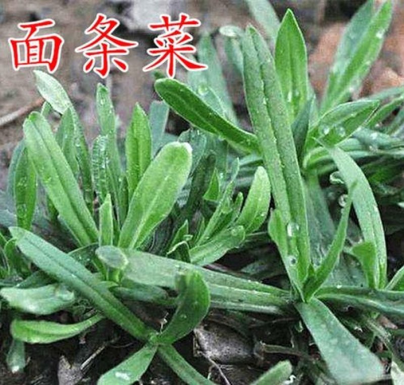 面条菜籽种春秋四季播蔬菜种子菜园