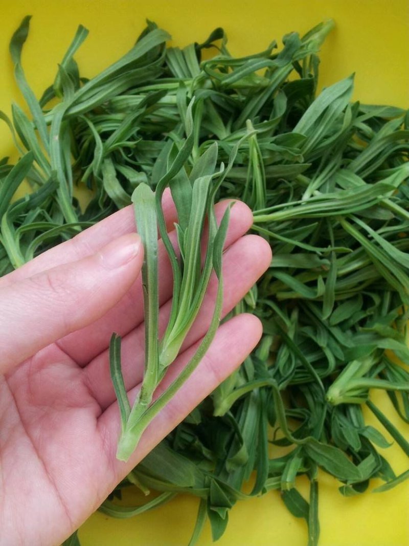 面条菜籽种春秋四季播蔬菜种子菜园