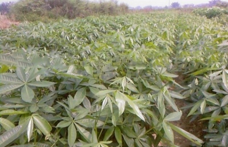 发财树种子观赏经济型发财树四季易种易活树