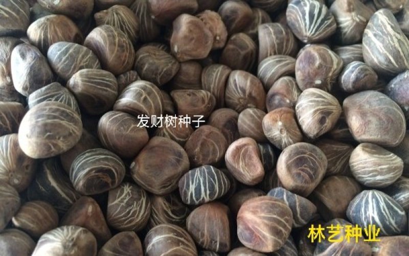发财树种子观赏经济型发财树四季易种易活树
