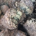 卷柏卷柏干货中药材批发量大包邮卷柏卷柏药材