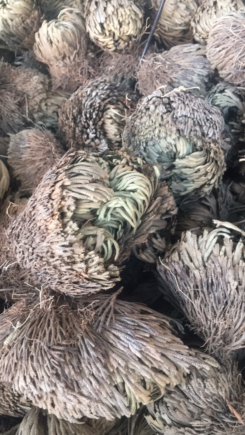 卷柏卷柏干货中药材批发量大包邮卷柏卷柏药材