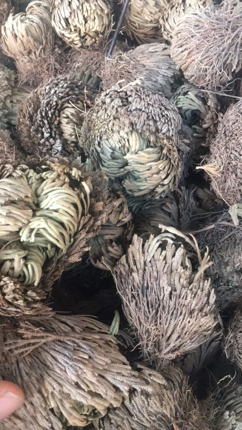 卷柏卷柏干货中药材批发量大包邮卷柏卷柏药材