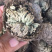 卷柏卷柏干货中药材批发量大包邮卷柏卷柏药材