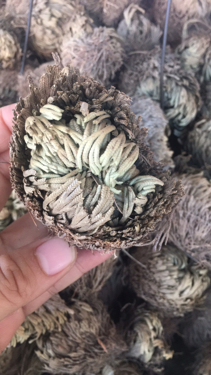 卷柏卷柏干货中药材批发量大包邮卷柏卷柏药材