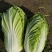 夏阳2～3斤毛菜