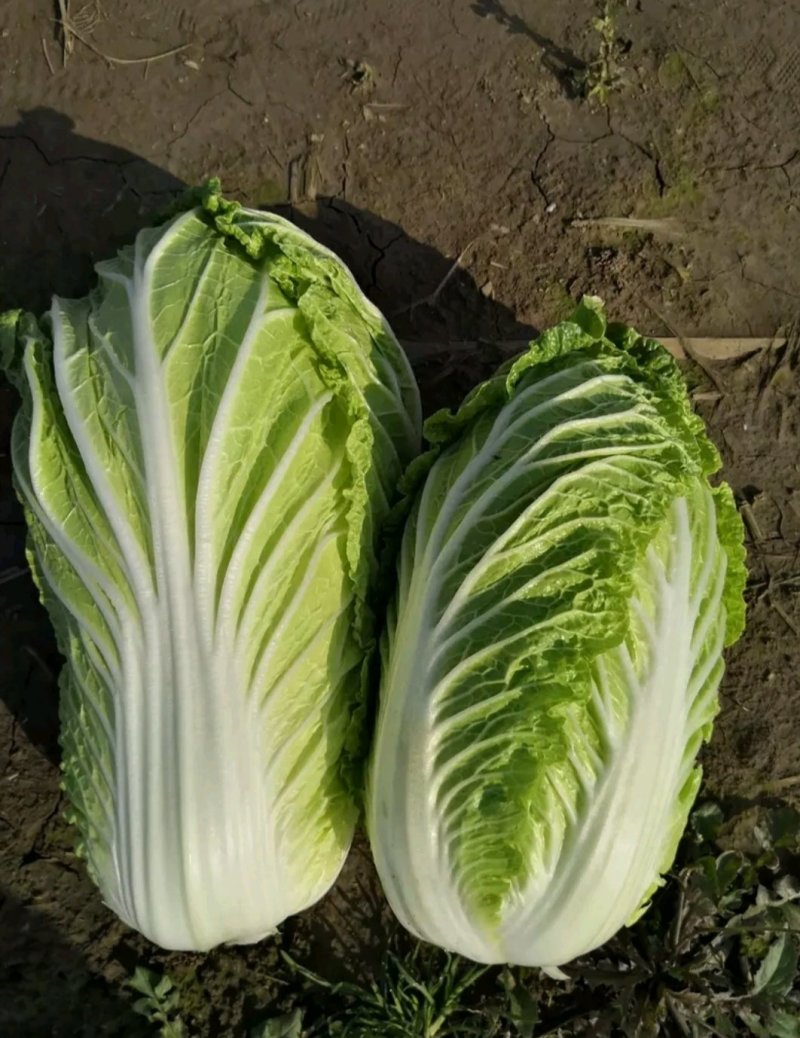 夏阳2～3斤毛菜
