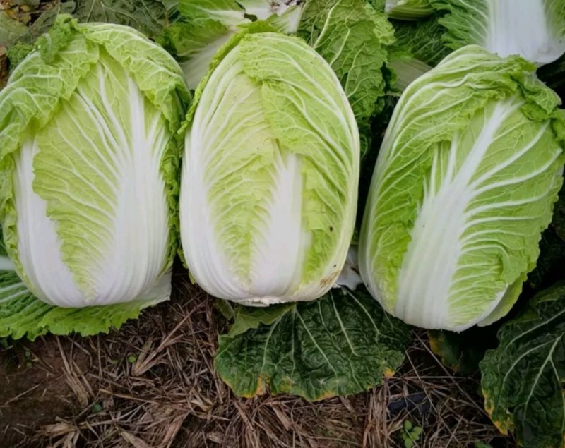夏阳2～3斤毛菜