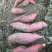 西瓜红:三两以上0.75元/斤，一两至三两0.4元/斤