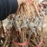 河北昌黎巨盛一号葡萄苗包纯度成活免费技术指导