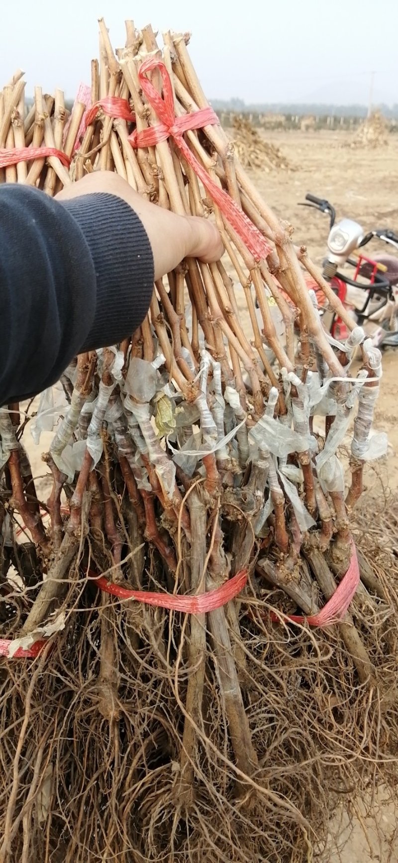河北昌黎巨盛一号葡萄苗包纯度成活免费技术指导