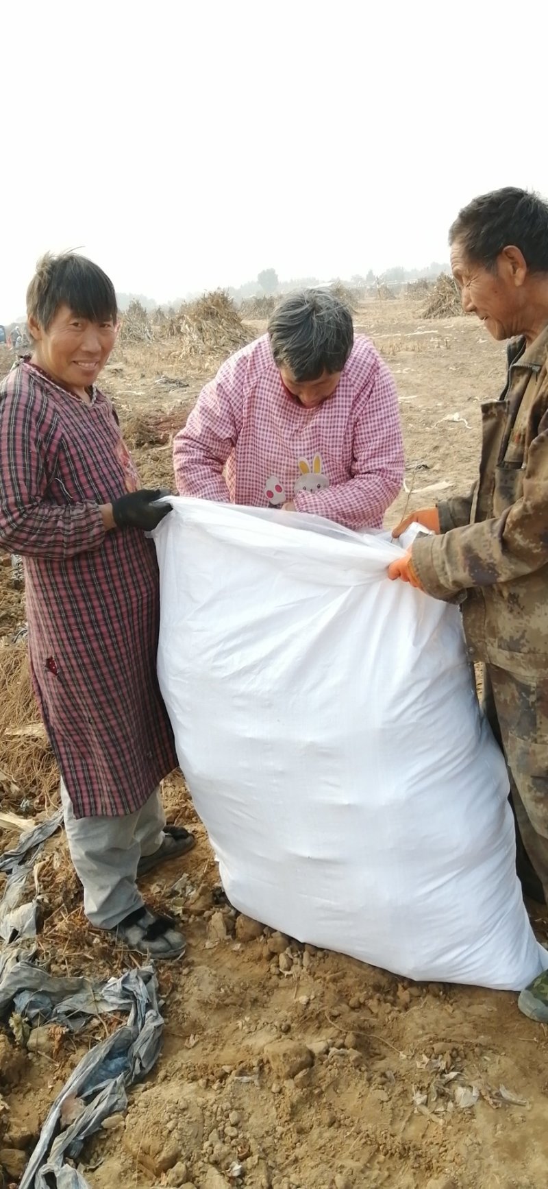 河北昌黎巨盛一号葡萄苗包纯度成活免费技术指导