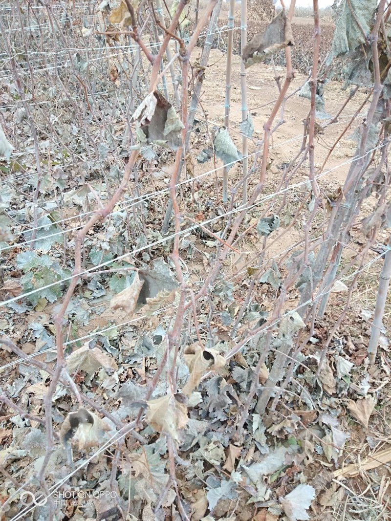 巨盛一号葡萄苗（及早熟，自然果粒子大，口感脆甜）